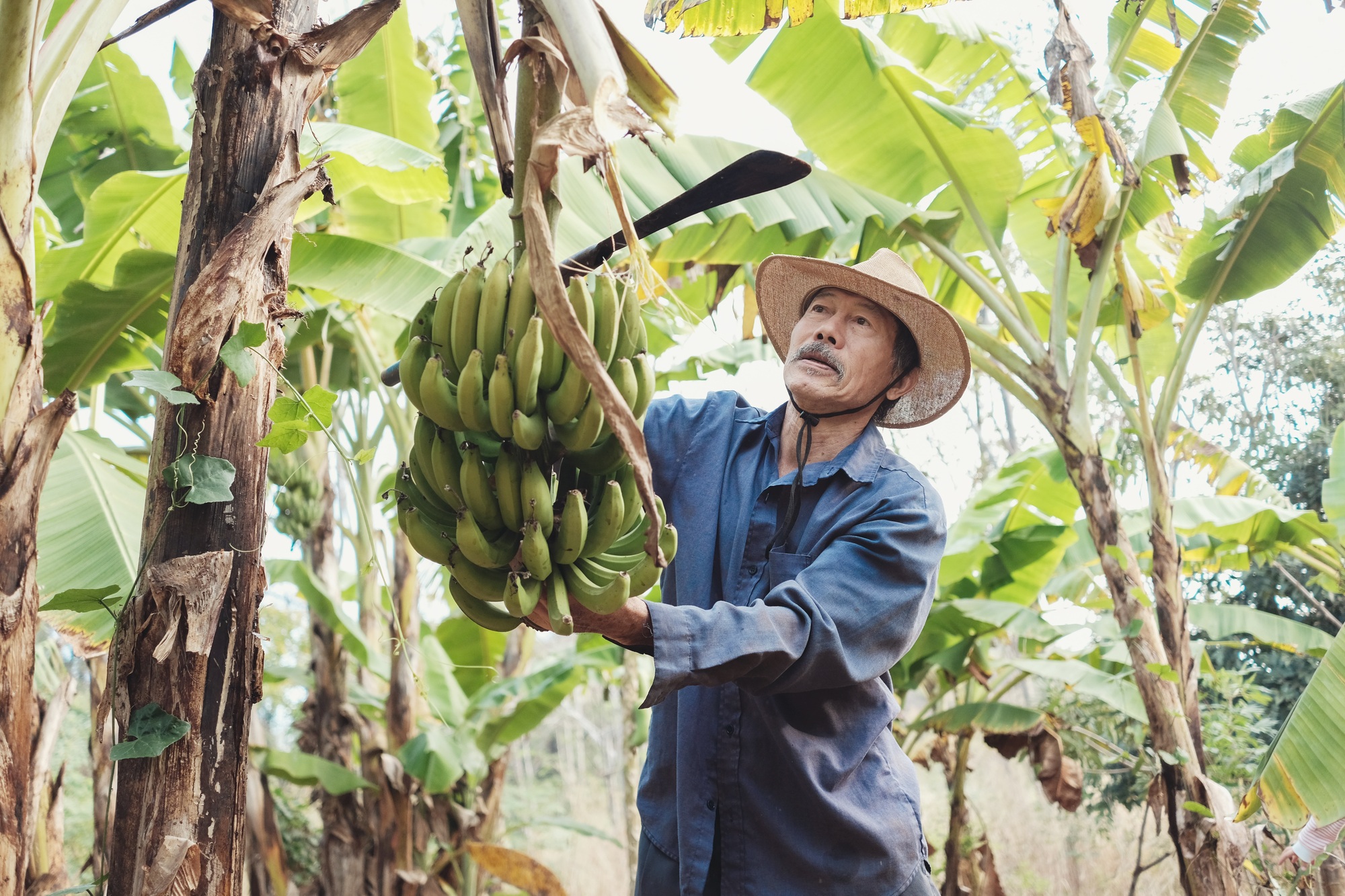 Asian senior farmer harvesting green banana